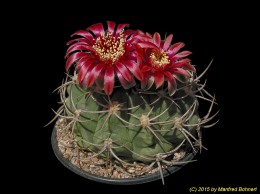 Gymnocalycium oenanthemum 552